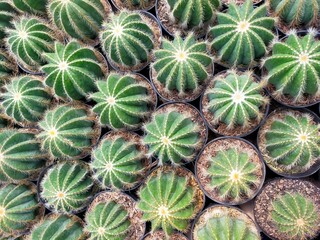 cactus photography tropical home interior gardening inspiration