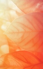 Fototapeta premium Close-up of translucent leaves, showcasing intricate vein patterns bathed in warm, autumnal light. Perfect for nature, beauty, or wellness themes.