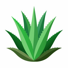 aloe vera plant