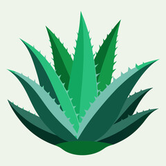 aloe vera plant