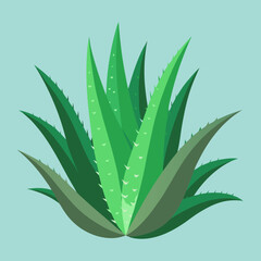 aloe vera plant
