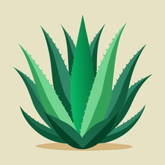 aloe vera plant