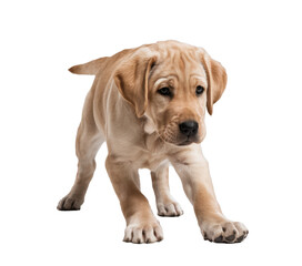 Playful Dog in Play Bow Position Isolated on a Transparent Background