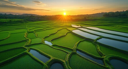Fototapeta premium Serene Aerial View of Lush Green Rice Terraces at Sunrise with Reflection of Sun in the Water Ponds in the Scenic Countryside Landscape