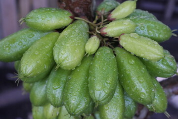 take vegetable star fruit, Averrhoa star fruit with a sour taste is used as a cooking spice, a mixture of medicinal herbs and candied fruit