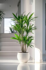 Dracaena plant in white pot, modern interior.