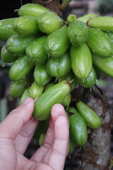 take vegetable star fruit, Averrhoa star fruit with a sour taste is used as a cooking spice, a mixture of medicinal herbs and candied fruit