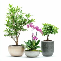 Obraz premium Three potted plants; bonsai, orchid, small tree.