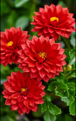 red dahlia flowers