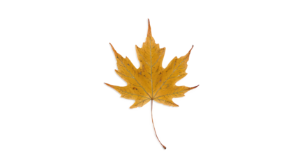 Yellow Maple Leaf Isolated for Autumn Themes
