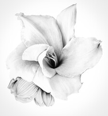 White-black  Lily  flower  on white isolated background with clipping path.  Closeup. For design. View from above.  Nature.