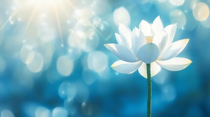 Soft Focus Lotus Flower in Diffused Sunlight