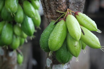 take vegetable star fruit, Averrhoa star fruit with a sour taste is used as a cooking spice, a mixture of medicinal herbs and candied fruit