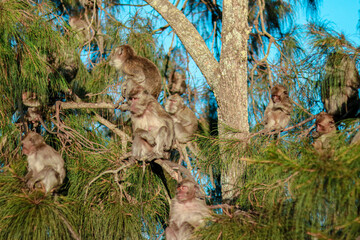 group of monkeys sitting on the branches of a tree in a lush, green forest environment. The monkeys...