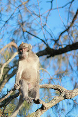 group of monkeys sitting on the branches of a tree in a lush, green forest environment. The monkeys are of various sizes.