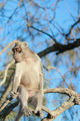 group of monkeys sitting on the branches of a tree in a lush, green forest environment. The monkeys are of various sizes.