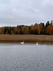 swans on the lake