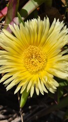 yellow flower in the garden