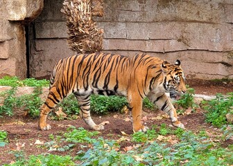 Tigre