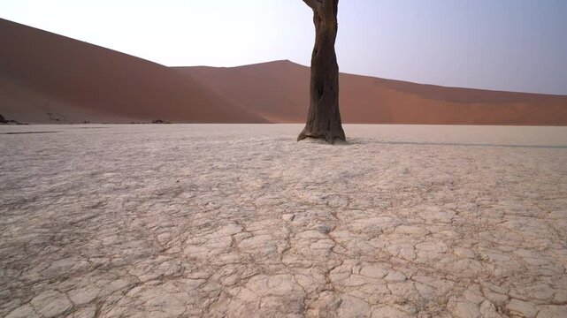 Dolly on dead acacia trees at Deadvlei in the Namib desert in Namibia in Africa.