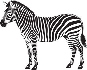 Zebra vector illustration silhouette transprant background