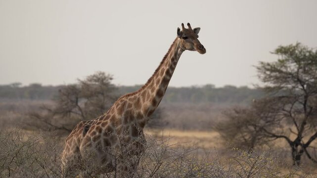 Giraffe eating acacia blossoms in the Etosha National Park in Namibia in Africa.