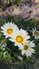  white and yellow wild flowers