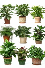 Fototapeta premium Nine potted houseplants, various types.