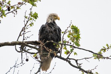 Bald Eagle sitting on a branch