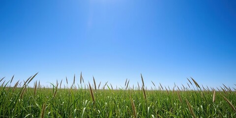 Fototapeta premium A vast expanse of tall grass stretches towards the horizon against a brilliant blue sky with not a cloud in sight, horizon, blue, view