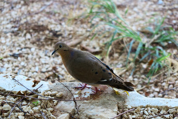A curious dove on pebbled ground surrounded by nature in Anguilla. Perfect for wildlife and serenity themes.