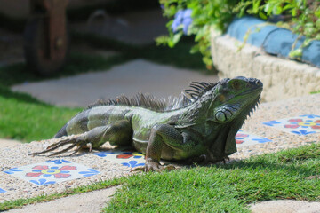 Green iguana basking on a colorful tiled surface in a lush garden on the tropical island of Anguilla, under warm sunlight.