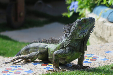 Green iguana basking on a colorful tiled surface in a lush garden on the tropical island of Anguilla, under warm sunlight.