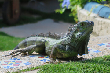 Green iguana basking on a colorful tiled surface in a lush garden on the tropical island of Anguilla, under warm sunlight.