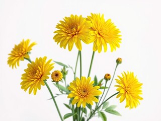 Bright yellow chrysanthemum flowers against a pure white background, nature, , sunny