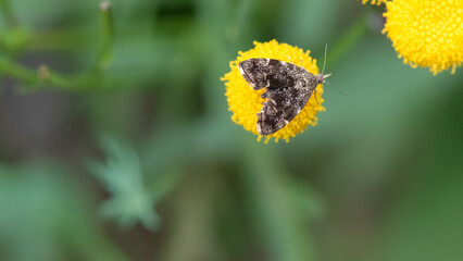 Common nettle-tap moth on yellow flower