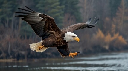 Obraz premium Majestic bald eagle in flight, talons extended, over a river.