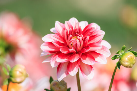 満開のダリアの花