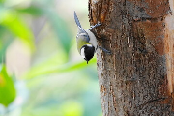 木に止まるシジュウカラ