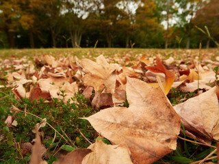 秋の公園の地面にたくさんの紅葉の落ち葉の風景