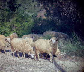 a small flock of sheep