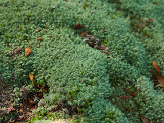 森の地面の苔の様子