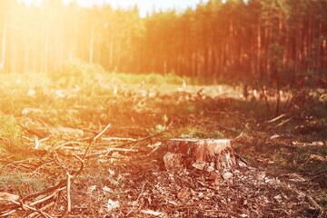 Pine Tree Trunks. Impact on Biodiversity and Ecological Damage