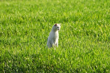 Playful Kitten Explores the Great Outdoors