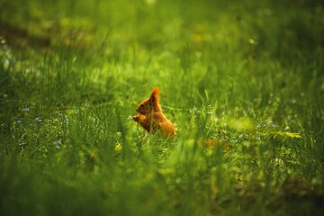 A furry squirrel enjoys snack outdoors