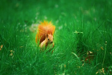 Squirrel munches on a nut in a lush park