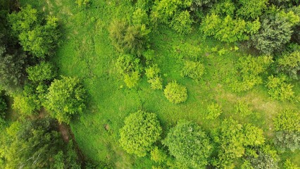 forest wilderness shown top down. vibrant green.