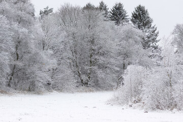 Snow on trees in the forest in winter