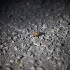 dead butterfly hit by car