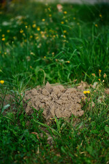 Fresh mole activity in grassy garden